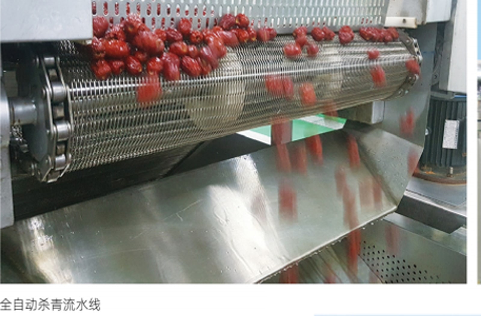 Fresh strawberries moving through an automated processing line